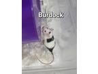 Adopt Burdock a Mouse