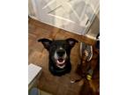 Adopt Apollo a Black Labrador Retriever, Pit Bull Terrier