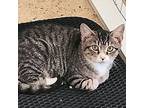 Adopt Exxon a Domestic Short Hair