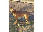 Adopt Ranger a Redbone Coonhound, Labrador Retriever