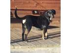 Adopt Tex a Black and Tan Coonhound, Labrador Retriever