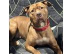 Adopt Red a American Staffordshire Terrier