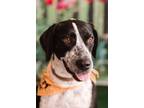 Adopt Tyson a German Shorthaired Pointer, Hound