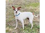 Adopt Little Joe a Rat Terrier