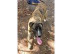 Adopt GRETA a Mountain Cur