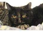 Adopt MAIZE* a Domestic Short Hair