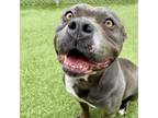 Adopt Sweetheart a Pit Bull Terrier