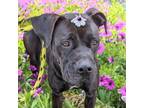 Adopt Oshi a Boxer