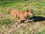 Adopt MAGGIE a Labrador Retriever, Mixed Breed