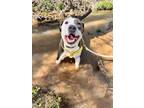 Adopt Patsy a American Staffordshire Terrier