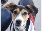 Adopt Edna a Hound