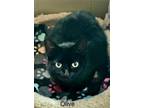 Adopt 6001 (Olive) a Domestic Short Hair