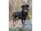 Adopt Anna (5911) a Rottweiler