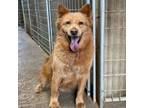 Adopt Rosie a Chow Chow