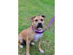 Adopt Petunia a Pit Bull Terrier, Boxer