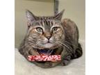 Adopt Leviosa a Tabby