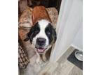 Adopt Kloey a Saint Bernard