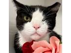 Adopt Patrice a Domestic Short Hair