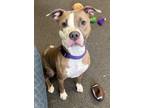 Adopt Bessie a Pit Bull Terrier, Mixed Breed