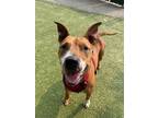 Adopt Primrose a Bull Terrier