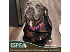 Adopt Sweet Pea a Boxer, Pit Bull Terrier