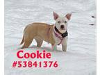 Adopt Cookie a Pit Bull Terrier