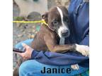 Adopt Janice a Pit Bull Terrier