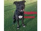 Adopt Sapphire a Pit Bull Terrier, Labrador Retriever