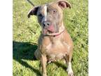 Adopt Autumn a Pit Bull Terrier