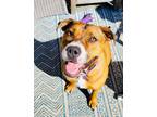 Adopt Daisy a Boxer, Pit Bull Terrier