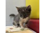 Adopt foxy a Domestic Short Hair