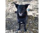 Adopt Bailey a German Shepherd Dog, Retriever