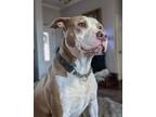 Adopt Annie - EXT MH a Catahoula Leopard Dog, Pit Bull Terrier