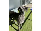 Adopt Dolly a Great Dane, Mixed Breed