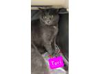 Adopt Tori a Domestic Short Hair, Russian Blue