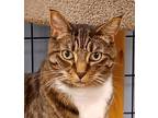 Adopt Marbel a Tabby