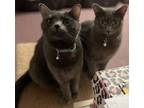 Adopt Sierra & Cokie a Domestic Short Hair