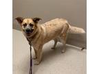 Adopt Betsie a Australian Cattle Dog / Blue Heeler