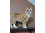 Adopt Aura a Domestic Medium Hair