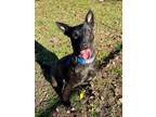 Adopt Zara a Dutch Shepherd