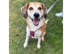 Adopt Little Louise a Beagle, Smooth Collie