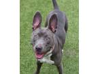 Adopt Jubilee a Mixed Breed