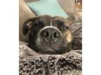 Adopt Izzy a Pit Bull Terrier, Boxer