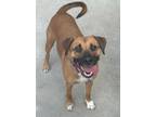 Adopt Ivy a Black Mouth Cur