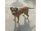 Adopt Raye a Rhodesian Ridgeback