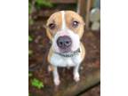 Adopt Emma a American Staffordshire Terrier, Pit Bull Terrier