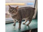 Adopt Frankie a Domestic Short Hair