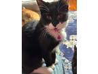 Adopt Birch a Tuxedo, Domestic Short Hair