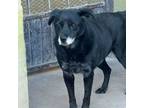 Adopt Macumba a Black Labrador Retriever