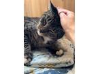 Adopt Tiger a Domestic Short Hair